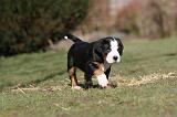 GRAND BOUVIER SUISSE 063